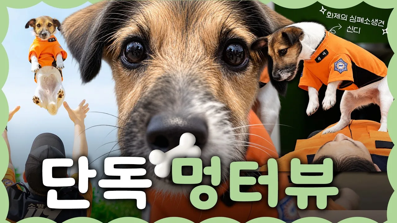 심폐소생술 하는 적극행정 강아지 신디! 개인기까지 대-방출